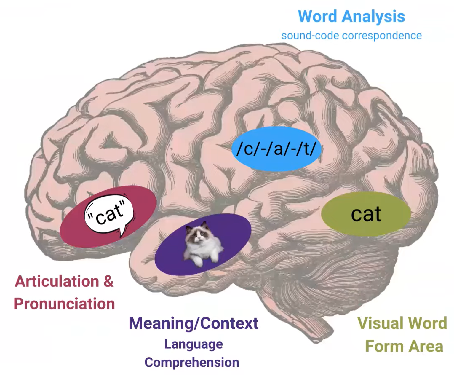 Visual Word Form Area: reading is visual